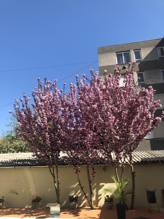 Mosoly Apartman Szeged Exterior foto